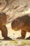 Nonton Film Life on Our Planet Season 1 Episode 4 Terbaru Nonton Film Life on Our Planet Season 1 Episode 4 Terbaru